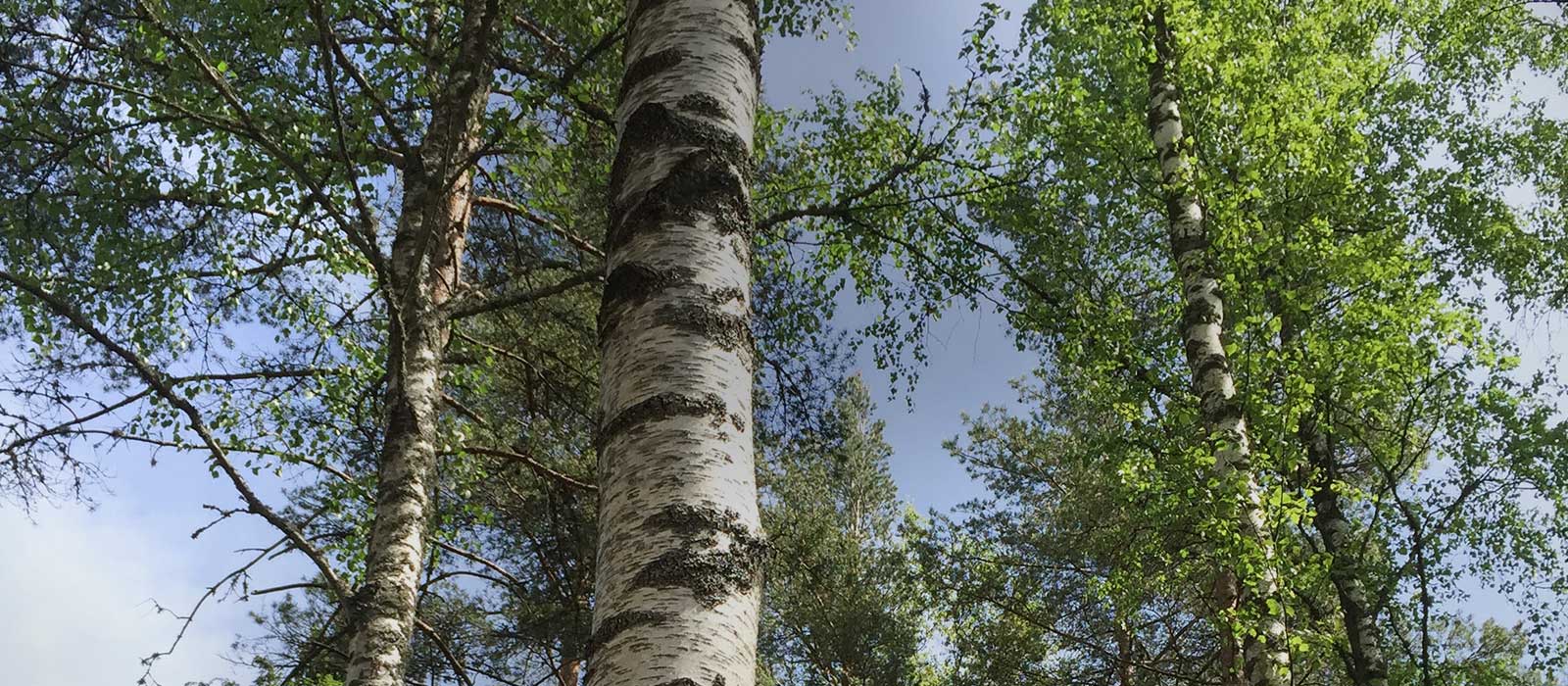 Suomen kaksi koivulajia, hieskoivu (Betula punescnes) ja rauduskoivu (Betula pendula), kasvavat Suomessa aina Kittilän korkeudelle asti.