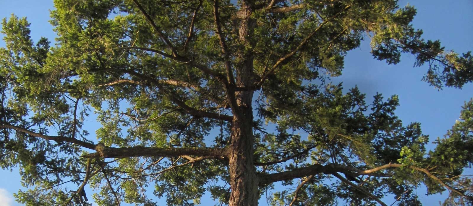 Douglaskuusi, joka tunnetaan meillä myös Oregon-mäntynä, voi kasvaa synnyinseuduillaan Pohjois-Amerikassa yli 100 metrin korkuiseksi