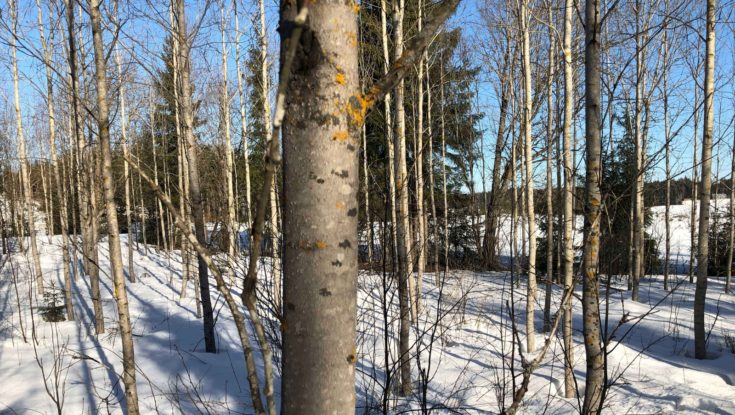 Metsähaapa eli haapa (Populus tremula) on nopeakasvuinen lehtipuu.