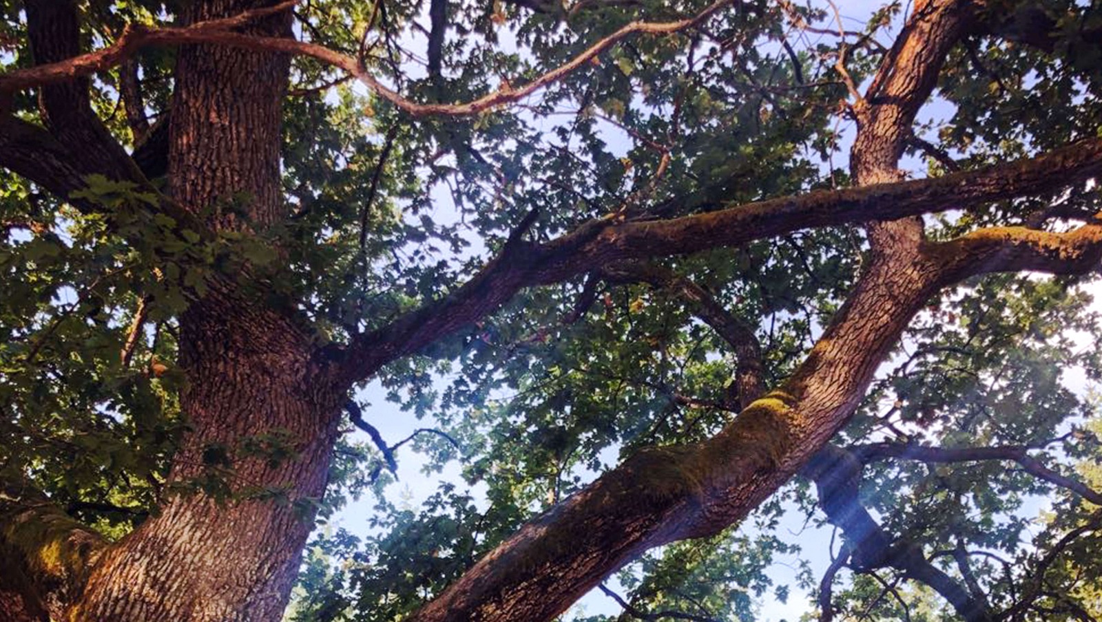 Tammen latinankielinen nimi, Quercus robur, huokuu voimaa ja jyhkeyttä. Tammi voikin kasvaa jopa 30 metriä korkeaksi ja 1,5 metriä paksuksi.